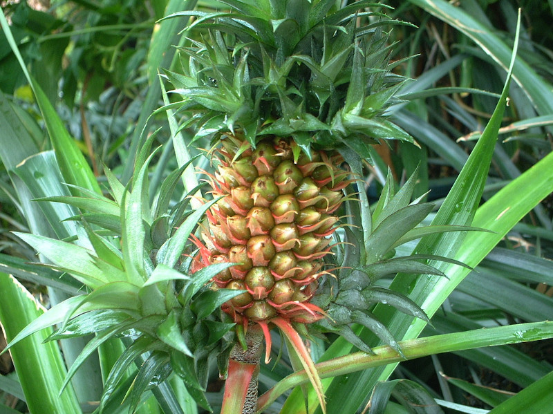 パイナップル Ananas Comosus かぎけん花図鑑