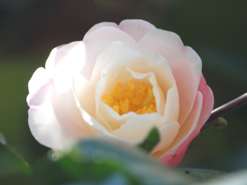 Camellia sasanqua Spring sasanqua 'Umegaka'