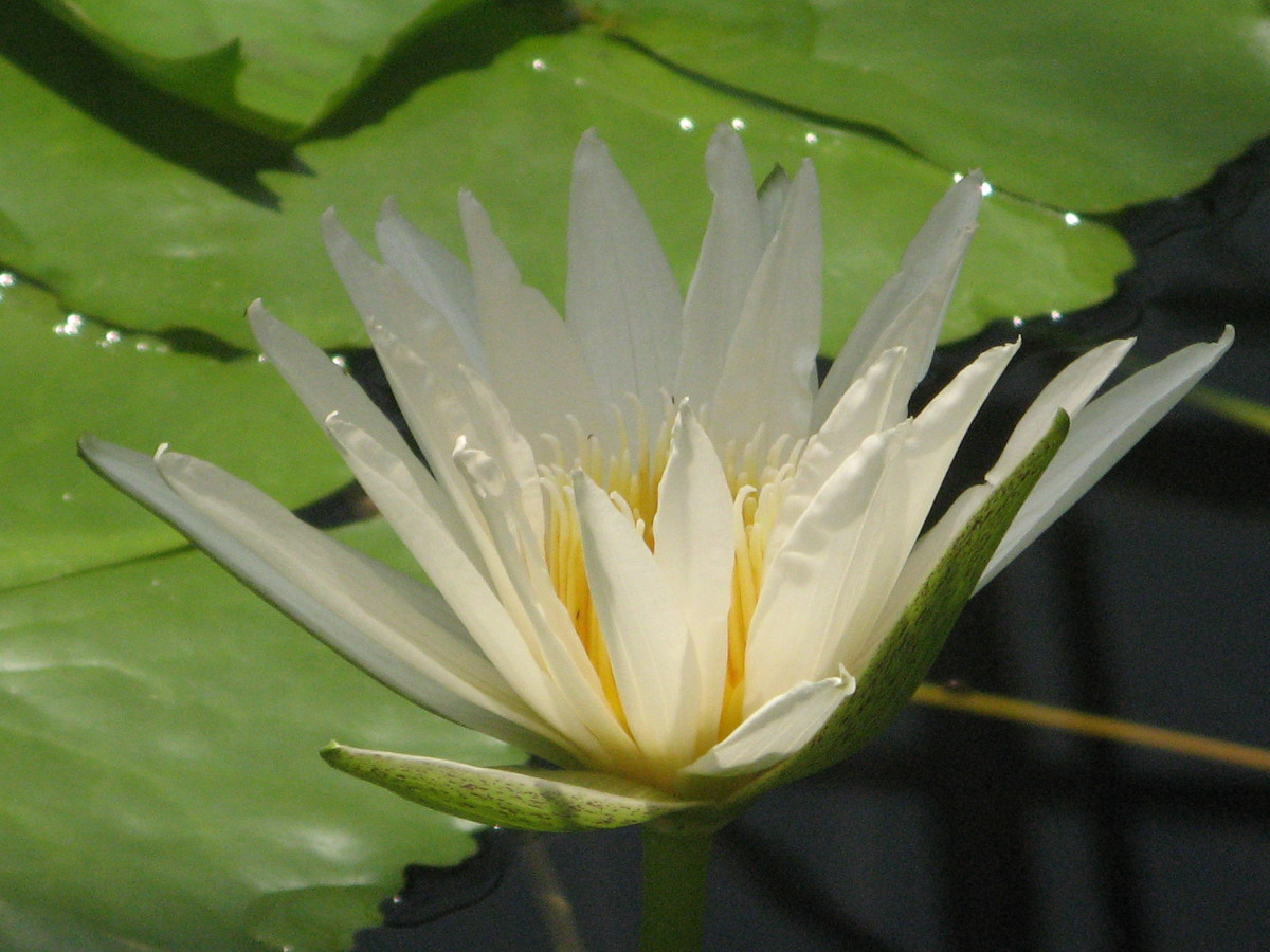 Water lily
