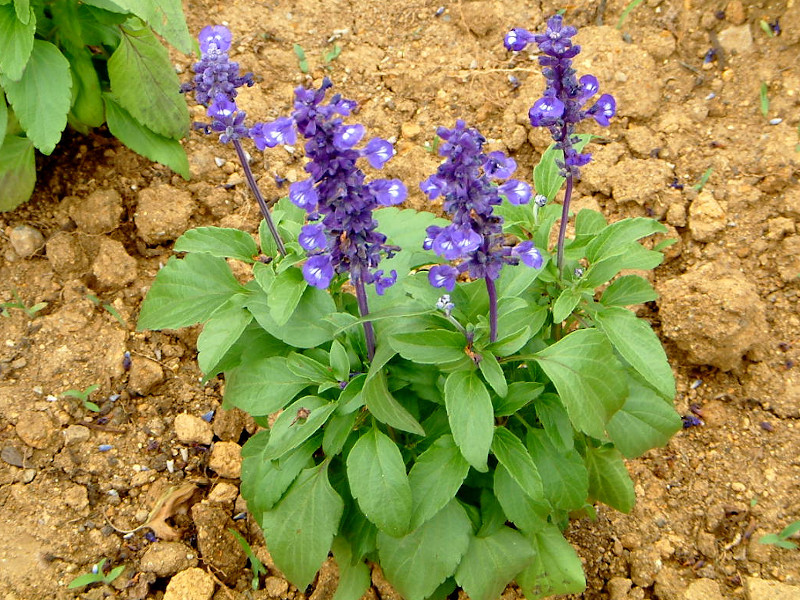 Blue Salvia Salvia Farinacea Flower Database