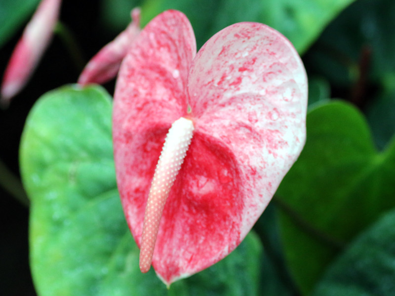 アンスリウム Anthurium Andreanum かぎけん花図鑑