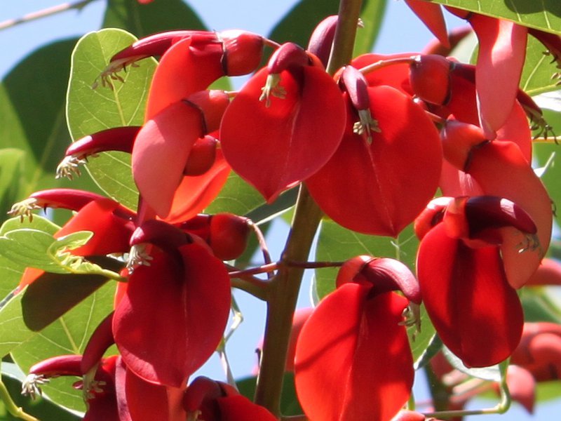 アメリカデイゴ Erythrina Crista Galli かぎけん花図鑑