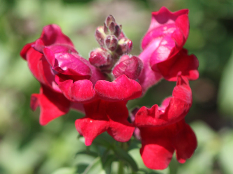 Snapdragon