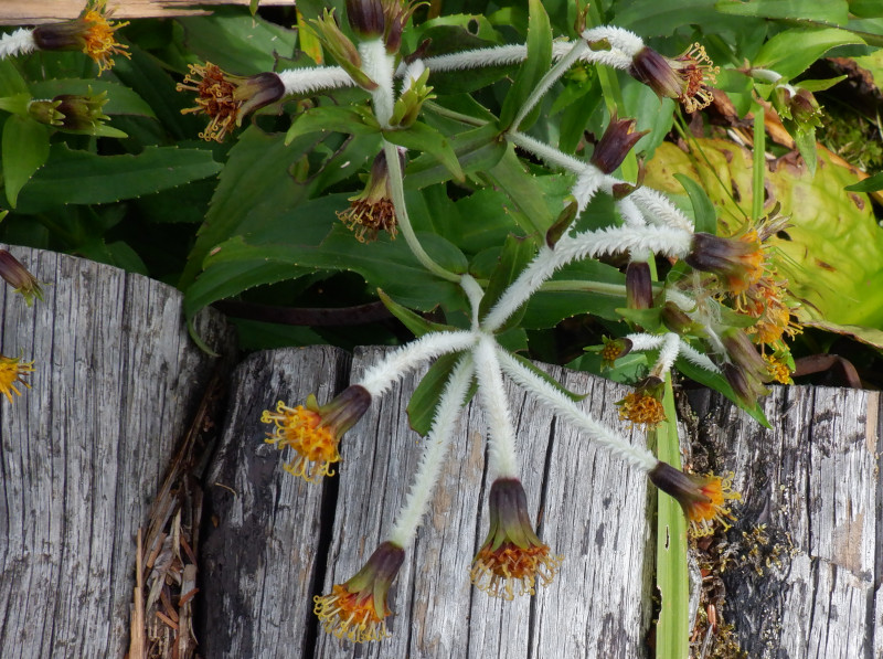 Arnica mallatopus