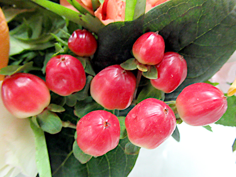 The red berries are a popular, Hypericum