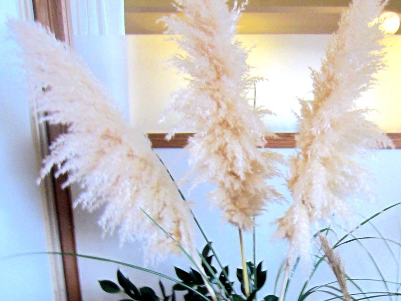 pampas grass