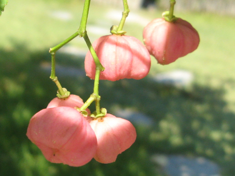 Euonymus hamiltonianus