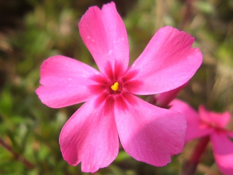 シバザクラ Phlox Subulate かぎけん花図鑑