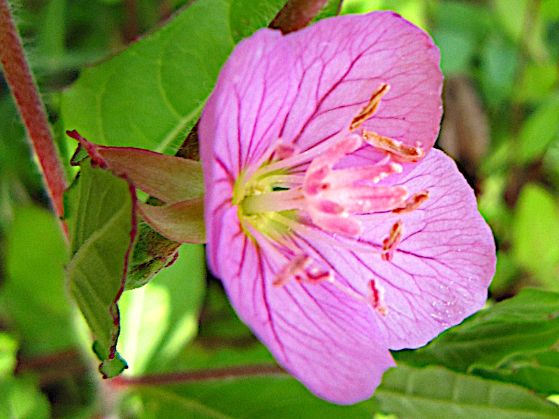 Rose evening primrose