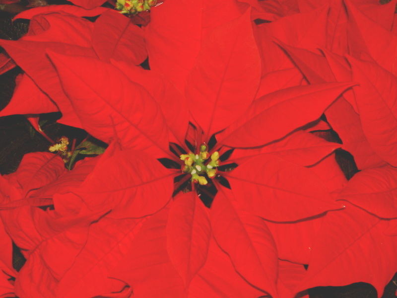 Poinsettia