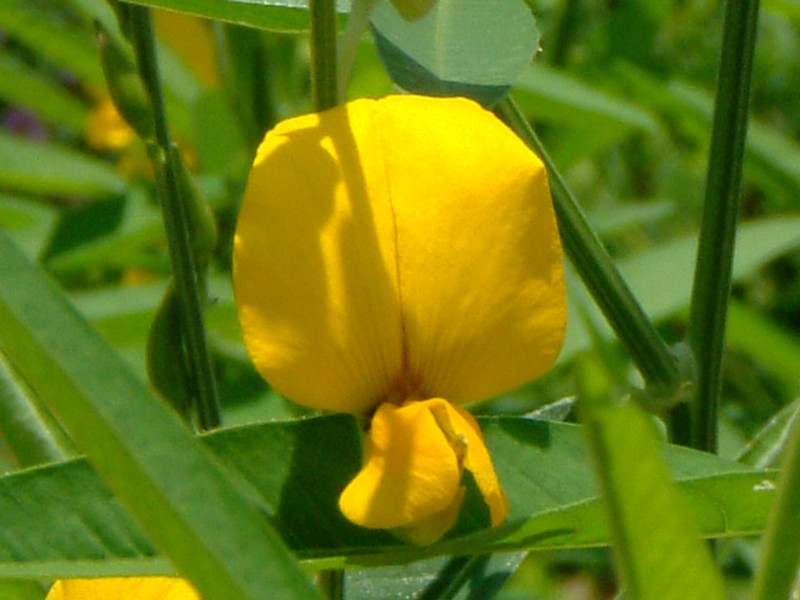 Crotalaria assamica