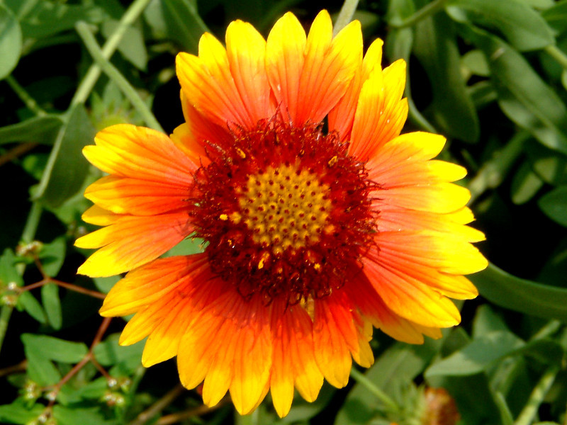 Gaillardia pulchella