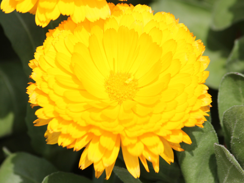 Calendula officinalis