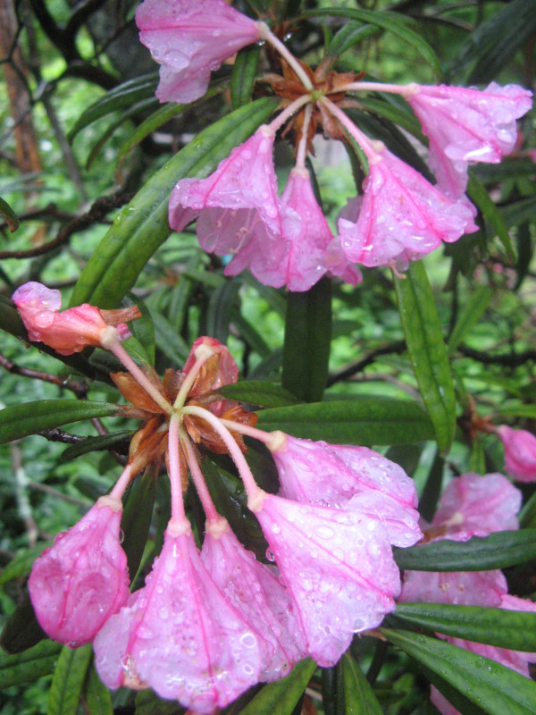 Rhododendron makinoi