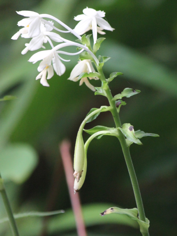 Christmas orchid