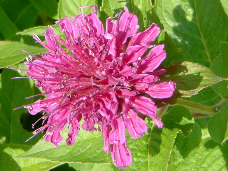 Bergamot