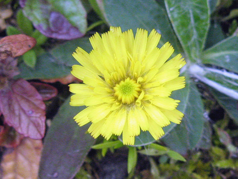 キバナコウリンタンポポ Hieracium Pratensis L かぎけん花図鑑