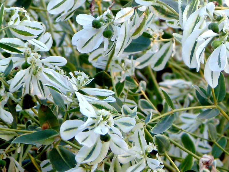 ハツユキソウ Euphorbia Marginata かぎけん花図鑑