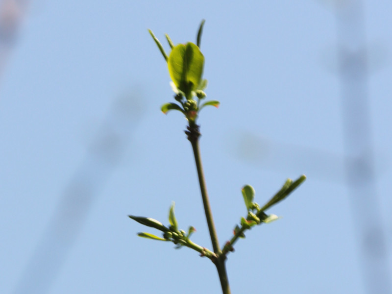 Euonymus hamiltonianus