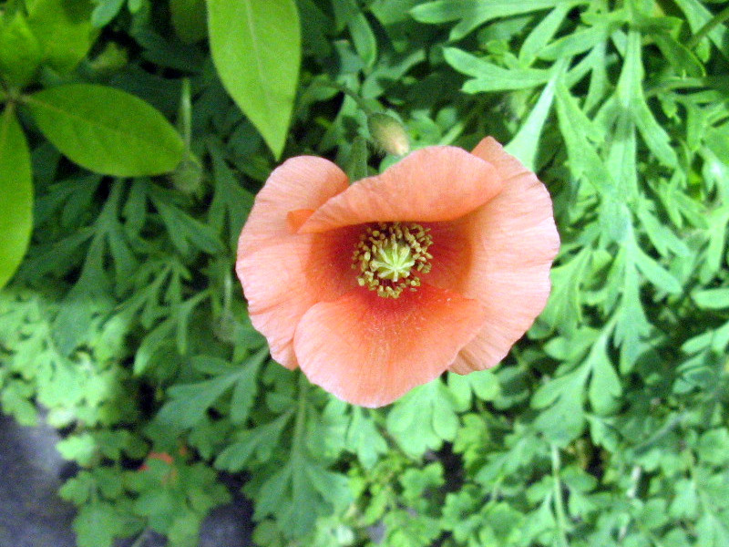 Long headed poppy