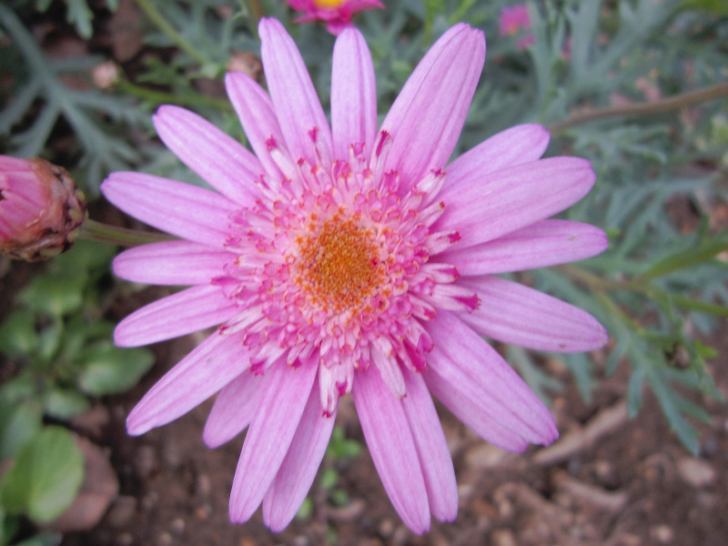 マーガレット Argyranthemum Frutescens かぎけん花図鑑