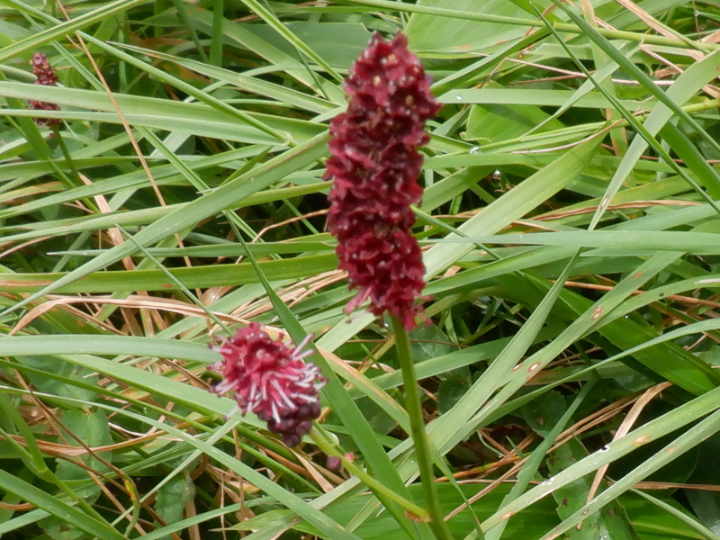Waremokou or Sanguisorba