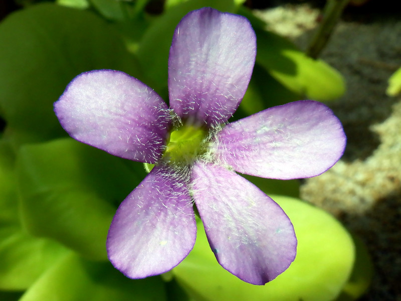 Pinguicula gigantea