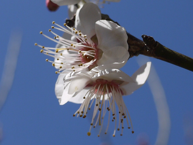 Prunus mume  'Kasugano'