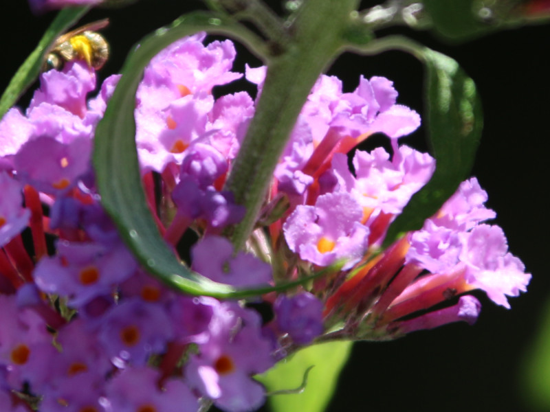 Buddleja 