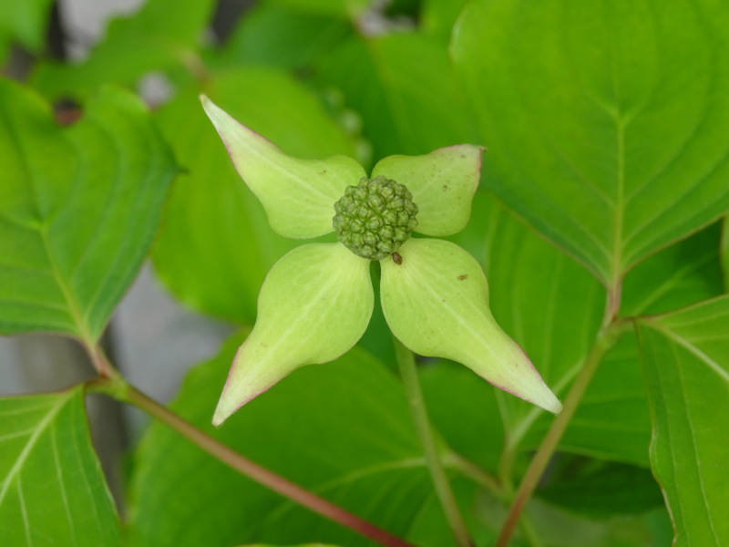 Japanese Flowering Dogwood