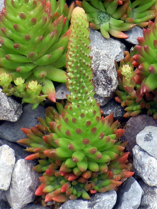 Orostachys japonica