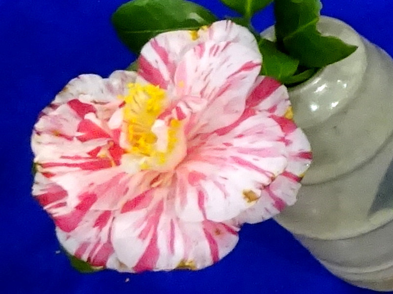 山茶花' 花車'