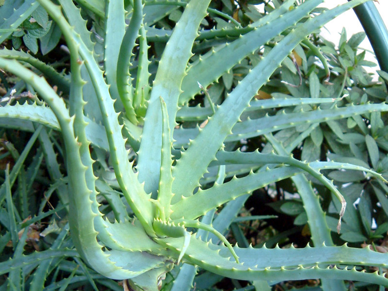 キダチアロエ Aloe Arborescens かぎけん花図鑑