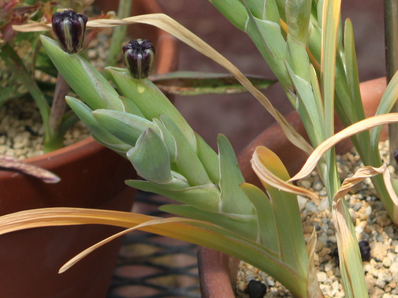 Ferraria crispa