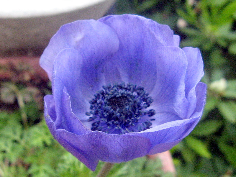 Anemone