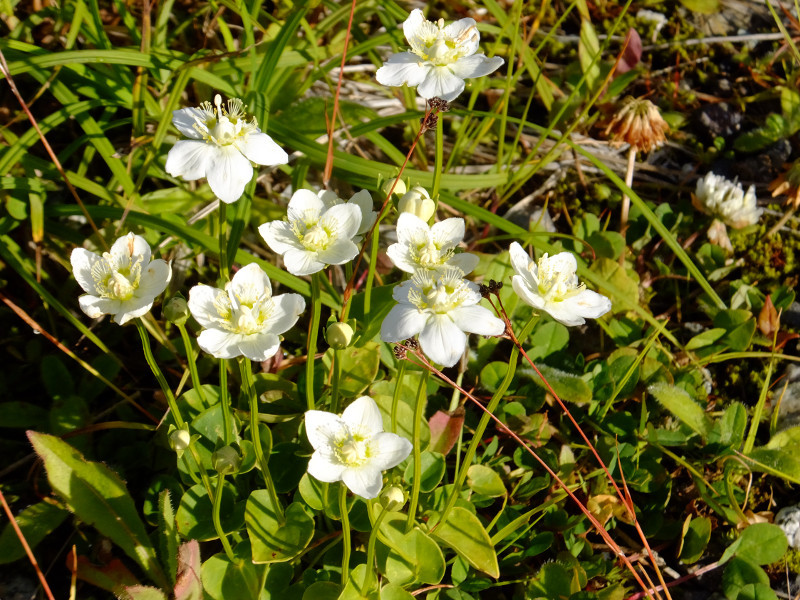 marsh grass of Parnassus