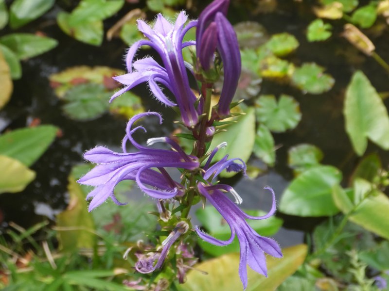 サワギキョウ Lobelia Sessilifolia かぎけん花図鑑