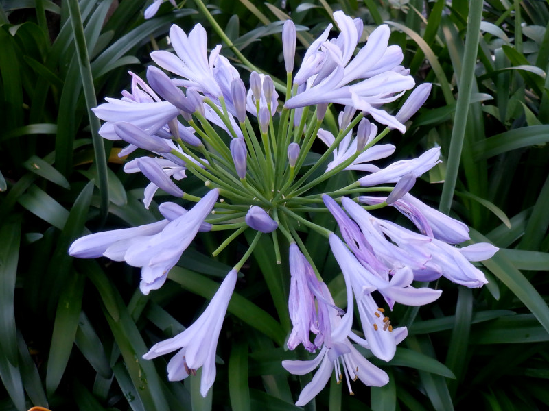 Agapanthus