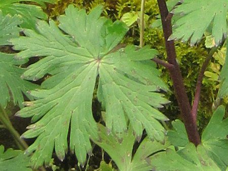 Anemone nikoensis