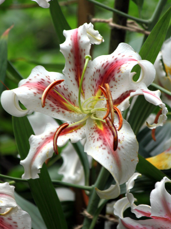 Red-banded lily