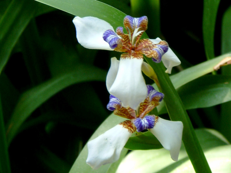 アメリカシャガ Neomarica Northiana かぎけん花図鑑