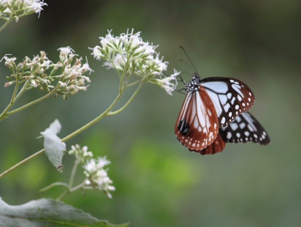 Eupatorium