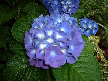 六月の花1 紫陽花（ほんあじさい、Hydrangea macrophylla）