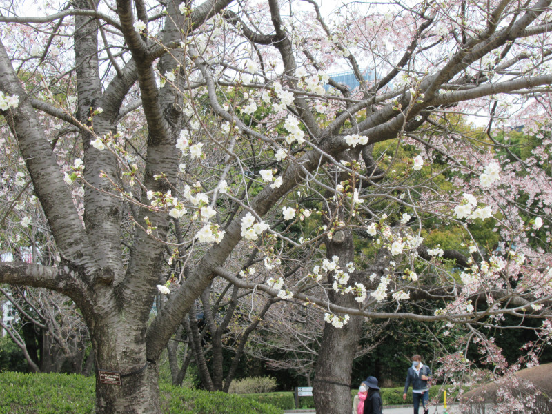 Nishinomiya-gongendaira zakura