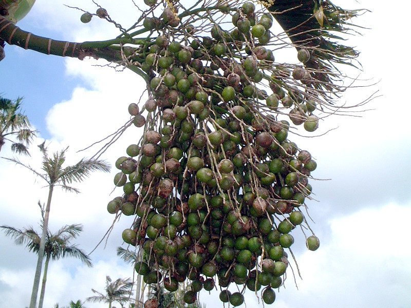 bottle Palm