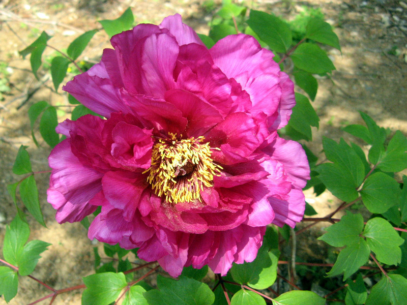 Paeonia suffruticosa