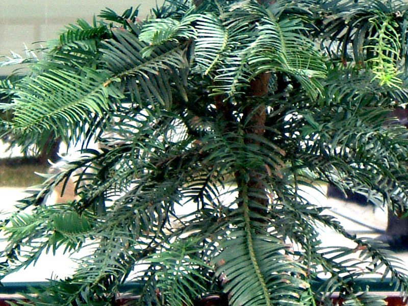 Wollemia nobilis