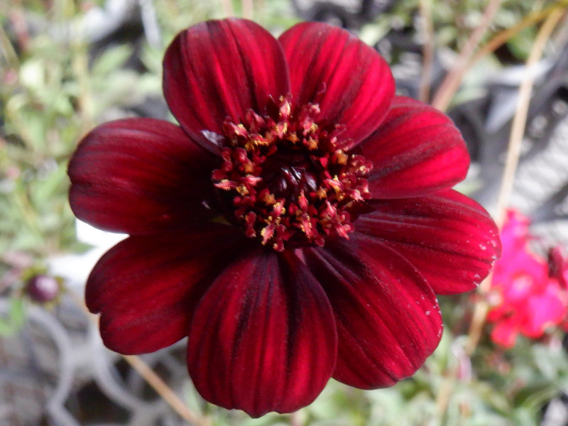 Chocolate Cosmos