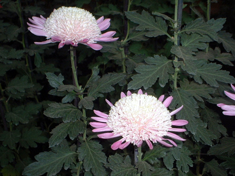 Choji chrysanthemum