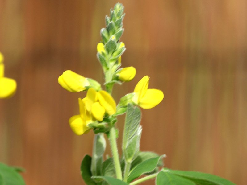 Siberian lupin